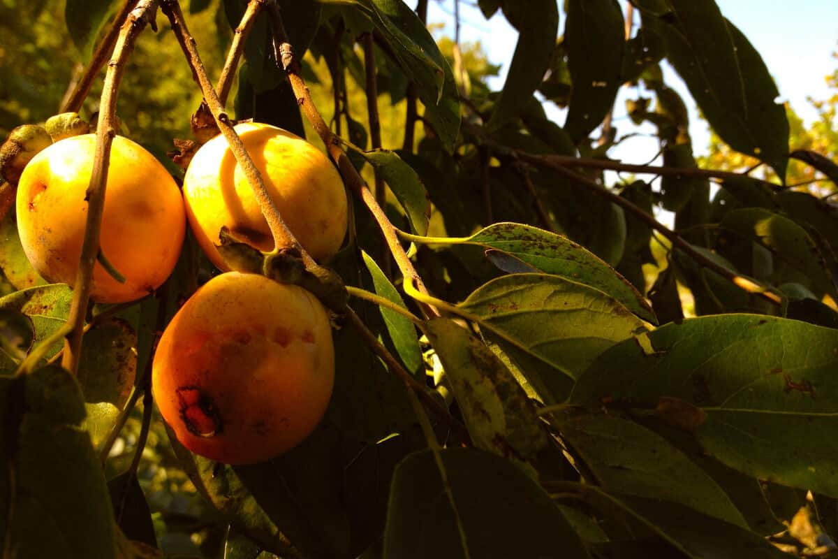 American Persimmon