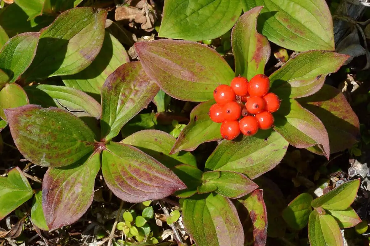 Bunchberries - Red Edible and Non-Edible Berries
