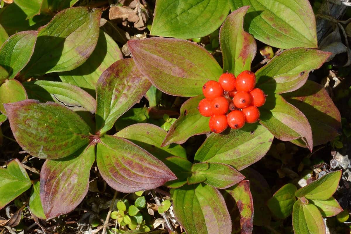 Bunchberries - Red Edible and Non-Edible Berries