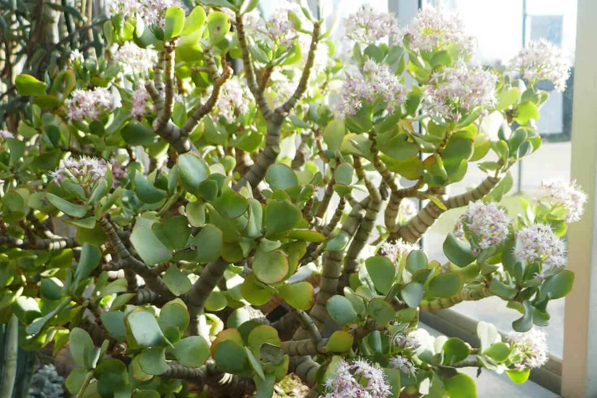 The Curly Jade Plant (Crassula Arborescens Undulatifolia)