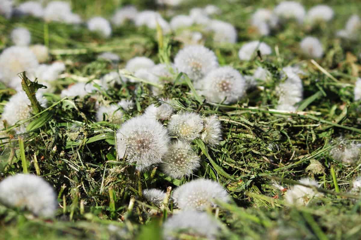 Dandelion - Edible Wild Flowers