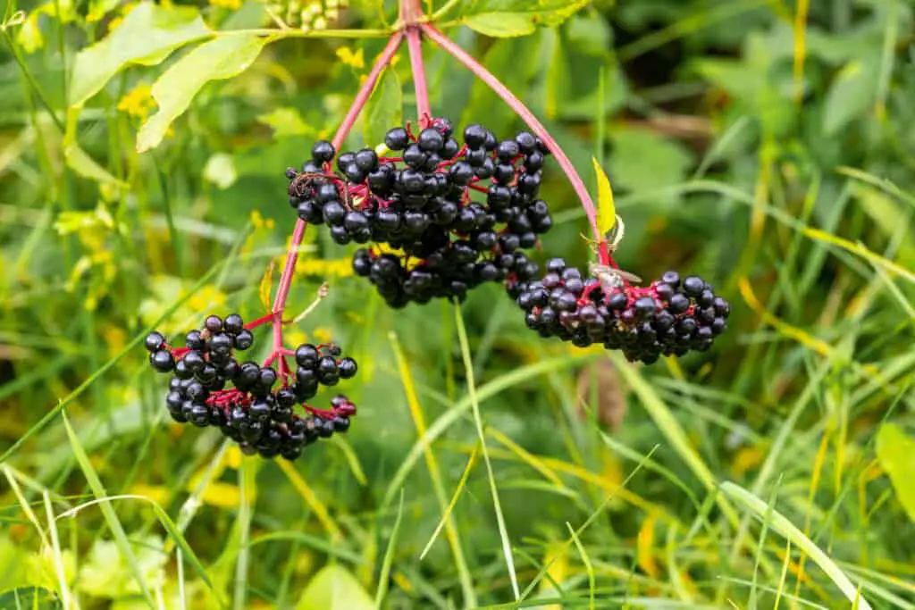 Elderberry - Edible Berry Bushes