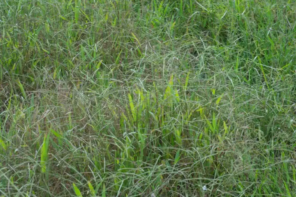 Goosegrass - Edible Grasses