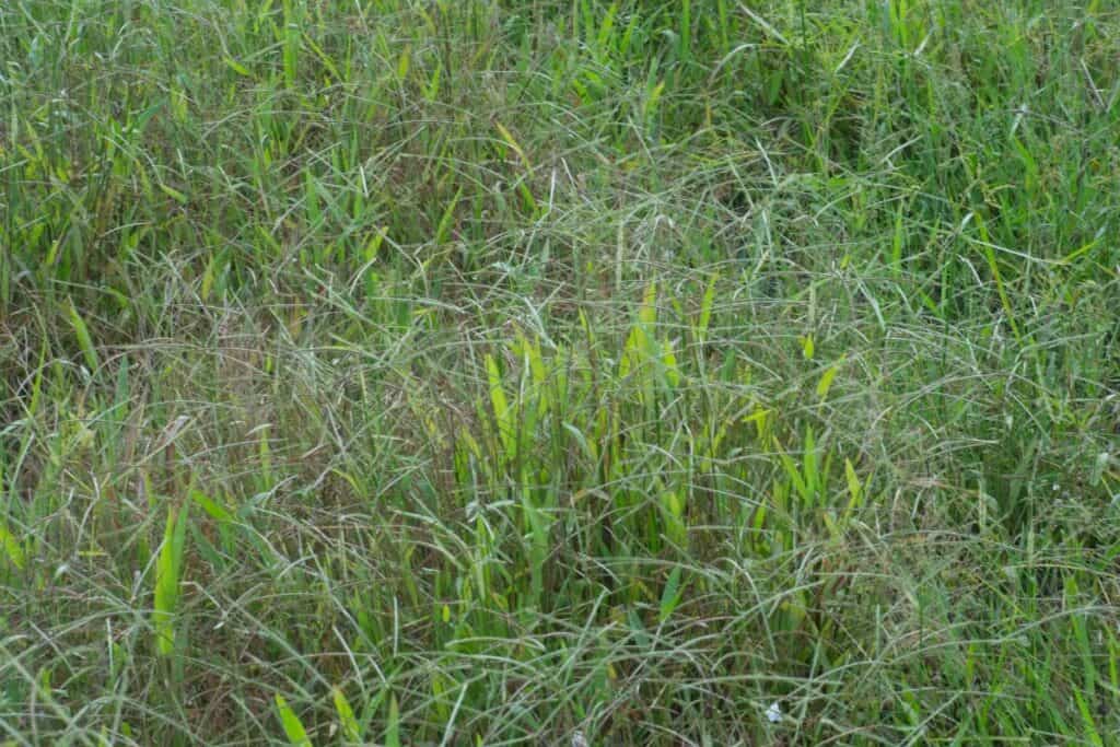 A patch of goosegrass with thin, wiry blades and thicker, broader ones of varying lengths and shades.