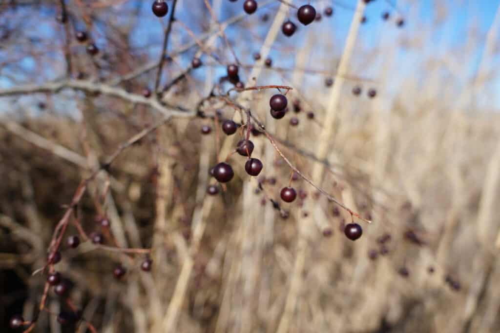 Hackberry- Wild Edible Berry