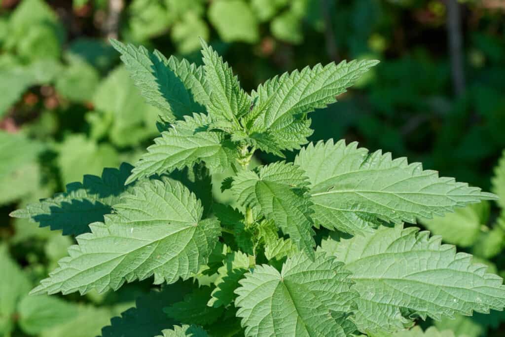 A green nettle plant with jagged, pointed leaves and serrated edges, growing in a lush garden. 