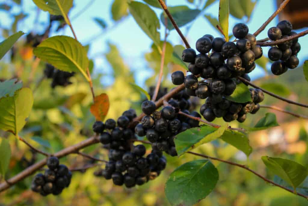 Chokeberries - Edible Berry Bushes