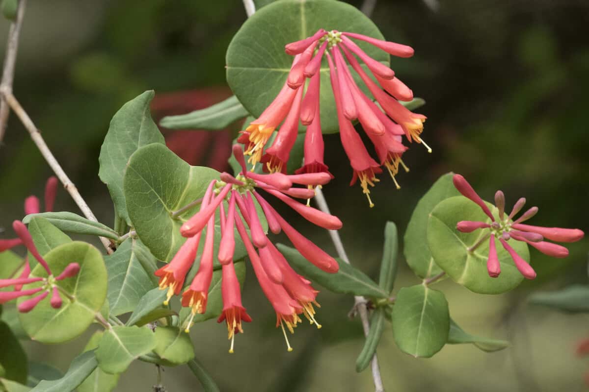 Coral Honeysuckle - Edible Wild Flowers