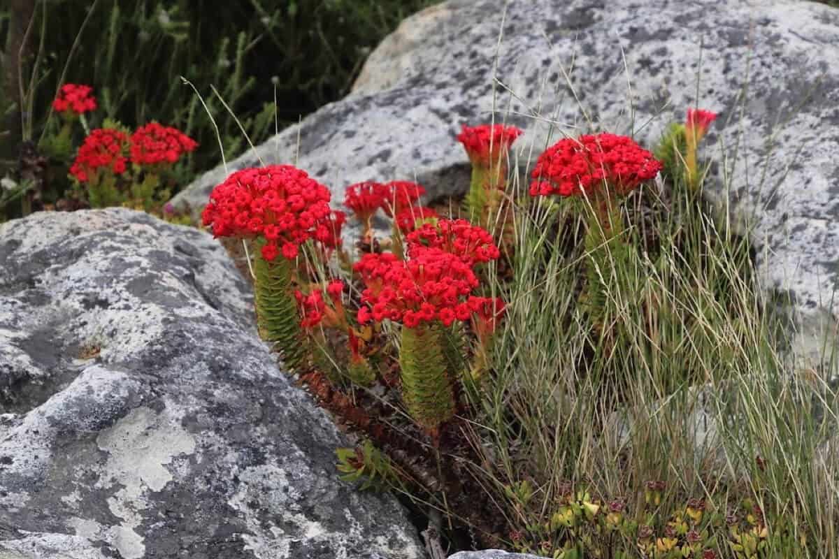 Garden Coral (Crassula Coccinea)