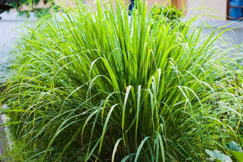 A dense clump of tall, vibrant green lemongrass with long, slender leaves fanning out, great for flavoring dishes.