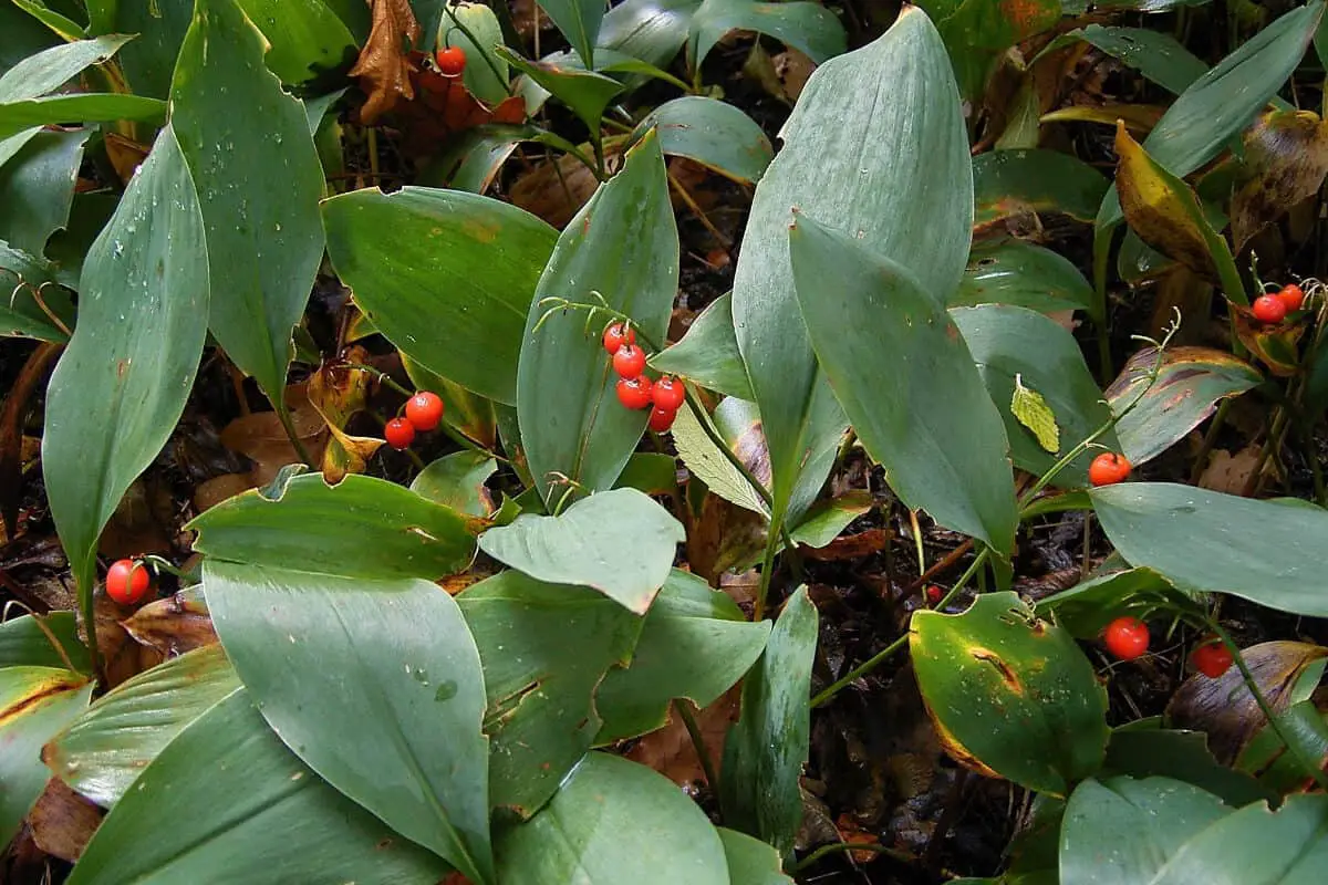 Lily of the Valley - Red Edible and Non-Edible Berries
