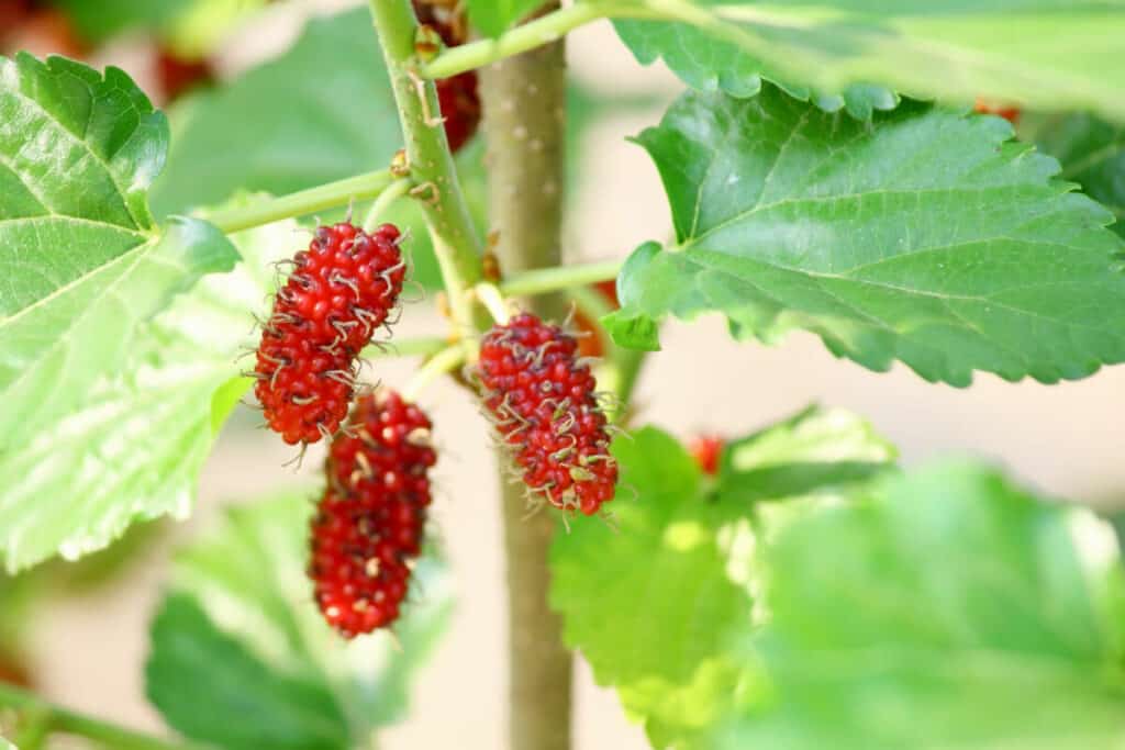 Mulberry- Wild Edible Berry