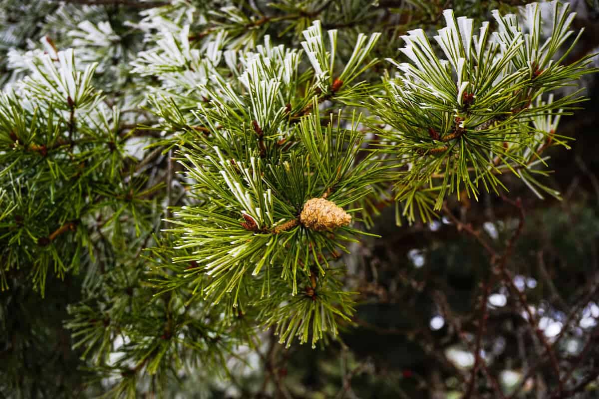 PIne tree