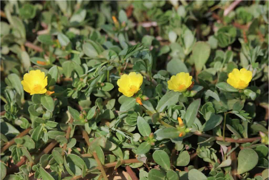 A close-up image of leafy green ground cover with small, vibrant yellow purslane flowers in bloom. 