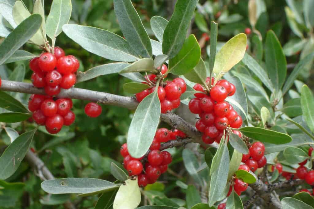 Buffalo Berries - Edible Berry Bushes