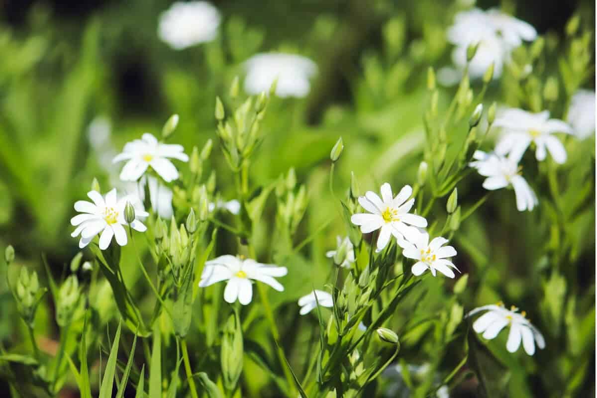 Common Chickweed