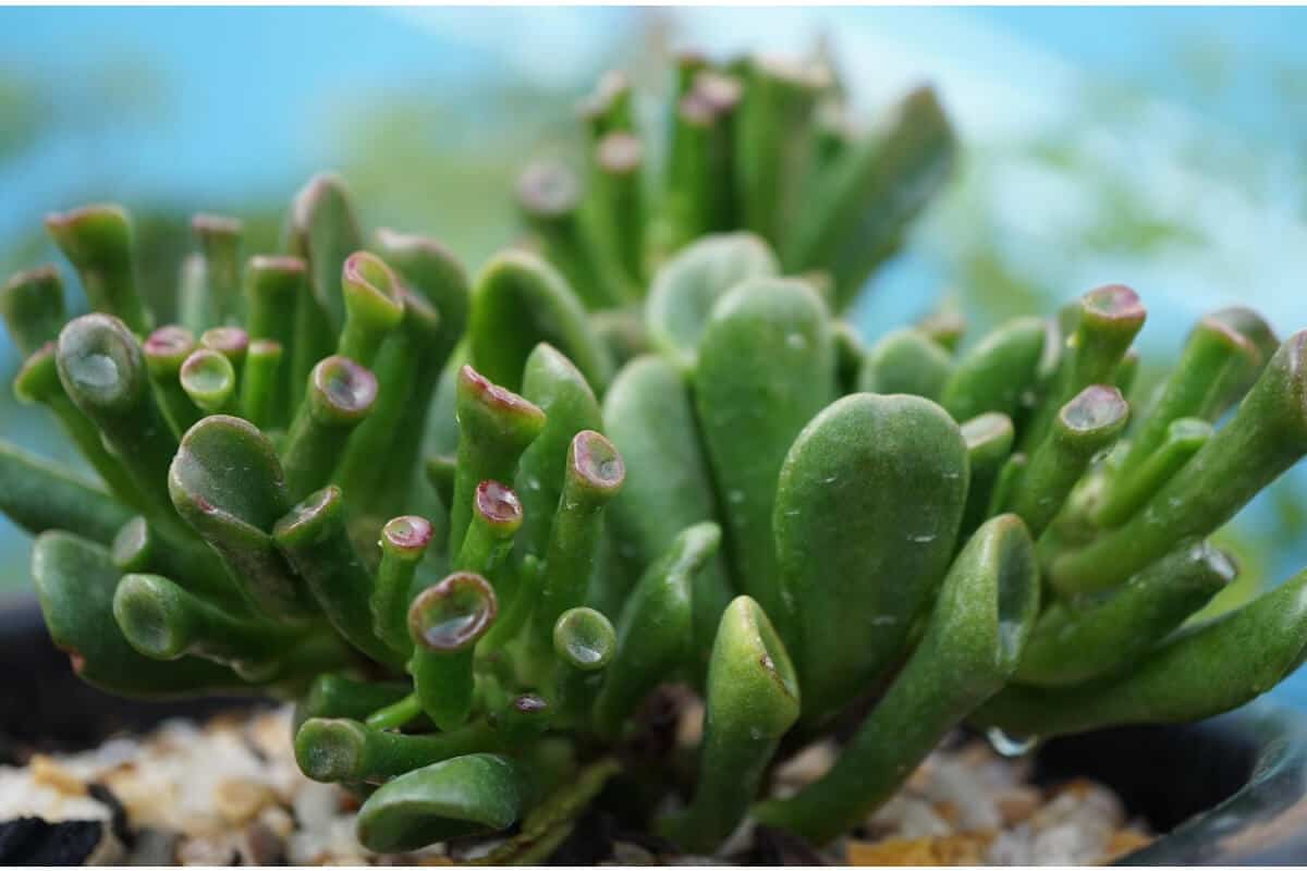 Gollum (Crassula Argentea ‘Gollum’)