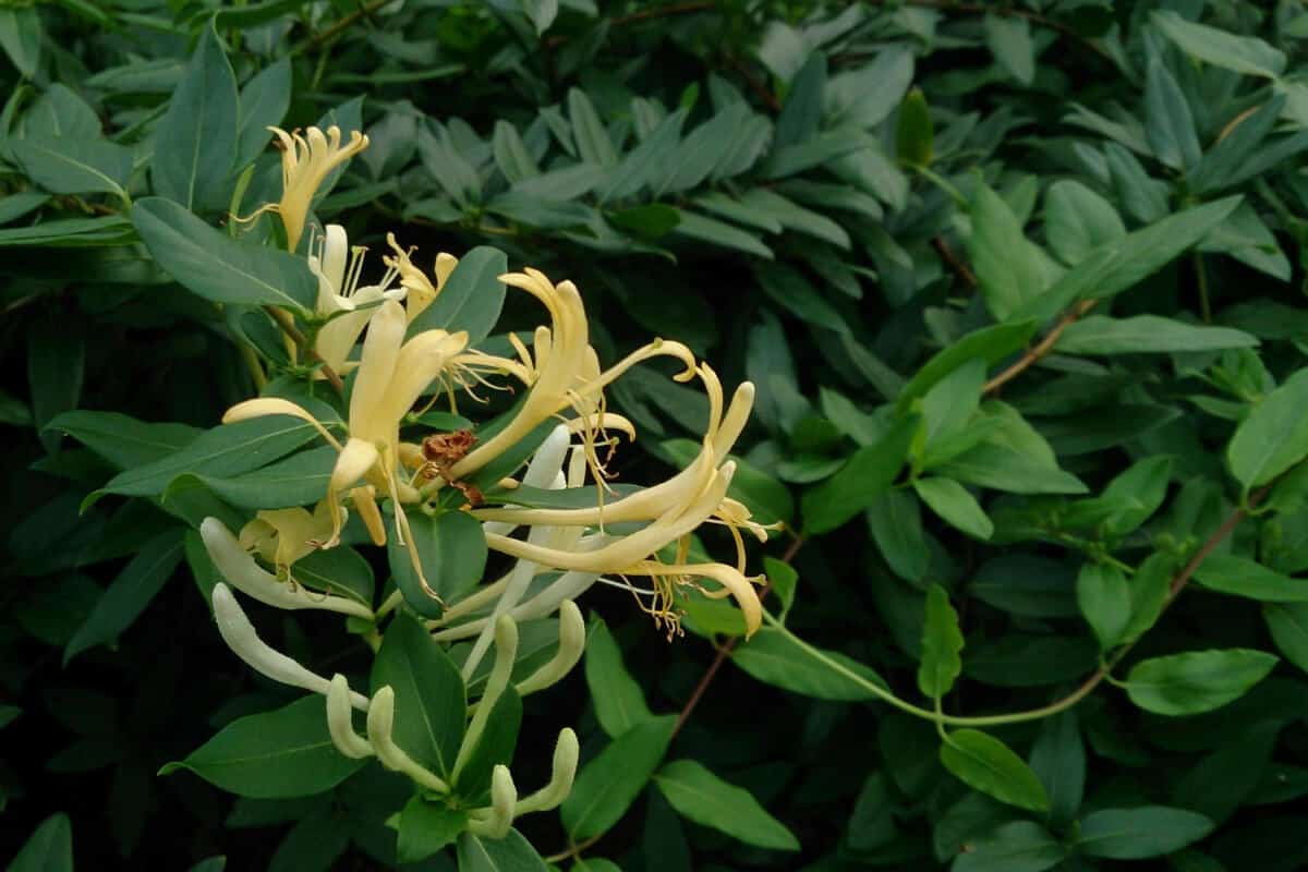 Japanese Honeysuckle - Edible Wild Flowers