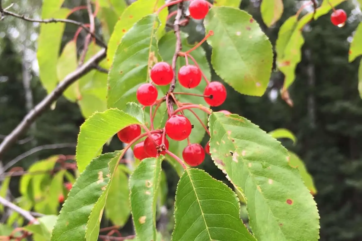 Pin Cherries - Red Edible and Non-Edible Berries