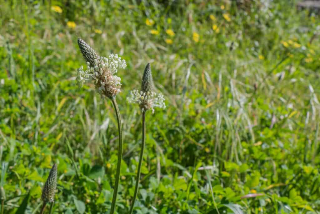 Plantain - Wild Edible Plant