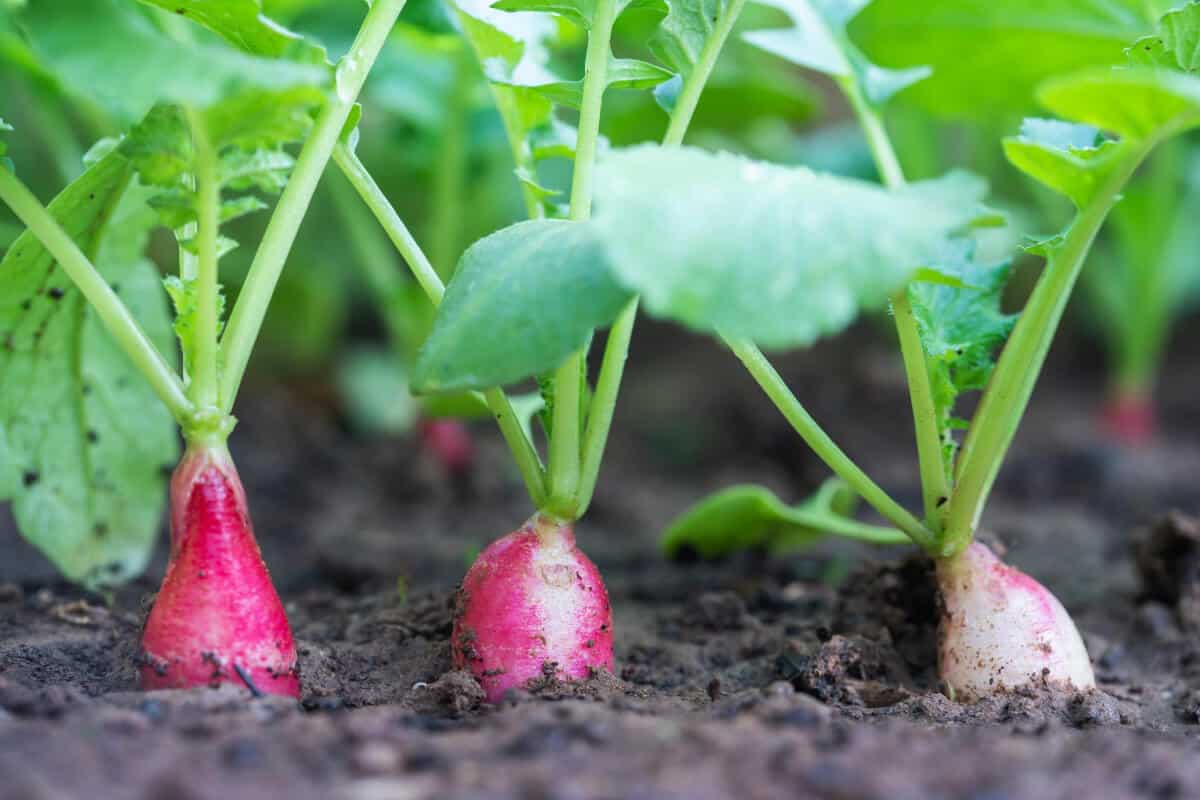 Radishes (Raphanus Raphanistrum Subsp Sativus)