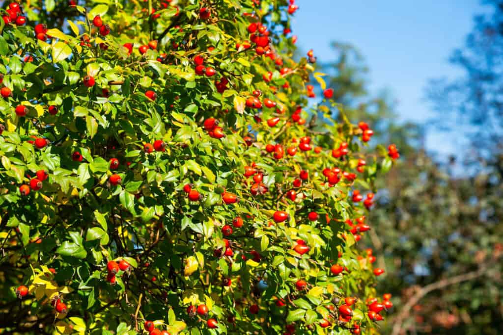 Rose Hip- Wild Edible Berry