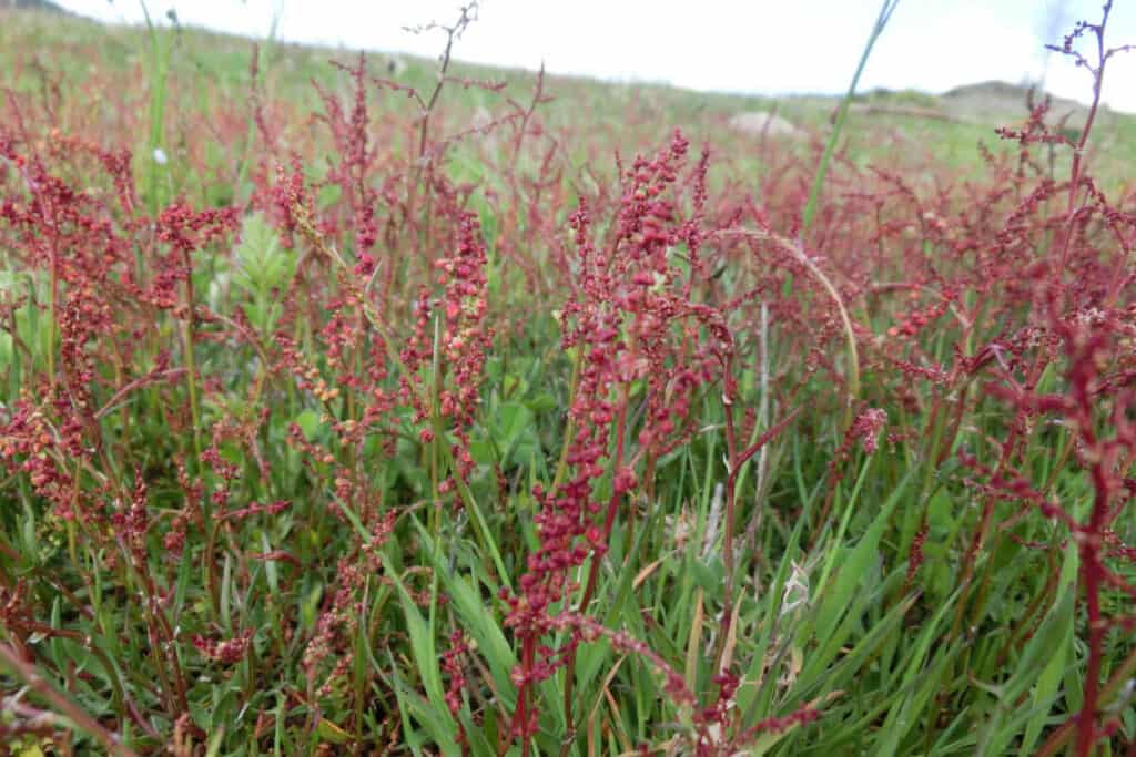 Sheep Sorrel - Edible Weeds