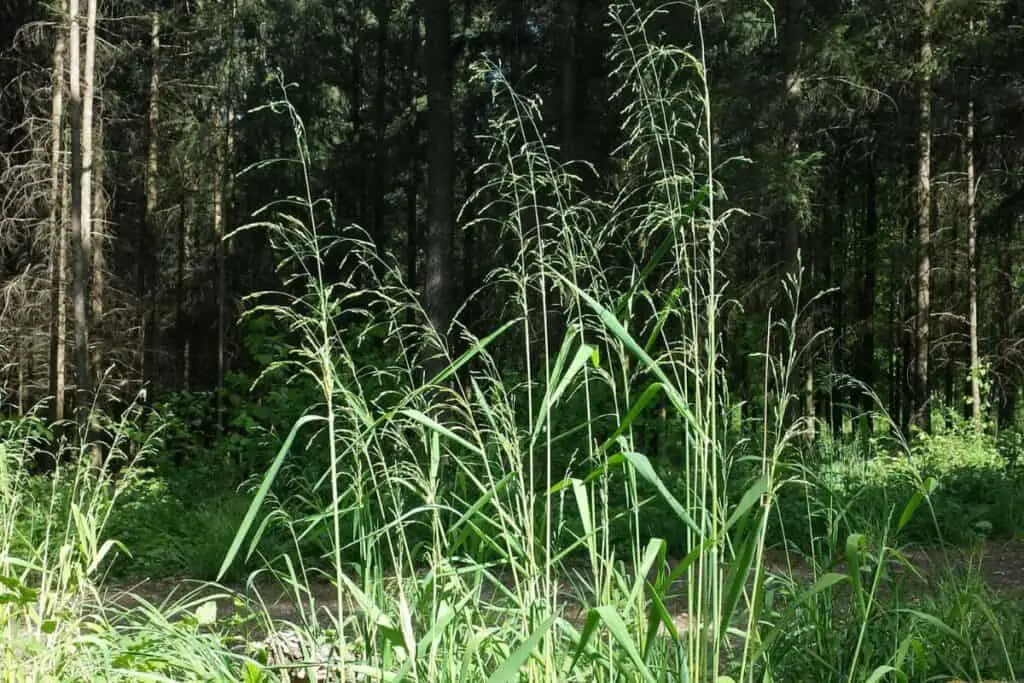 Woodmillet - Edible Grasses
