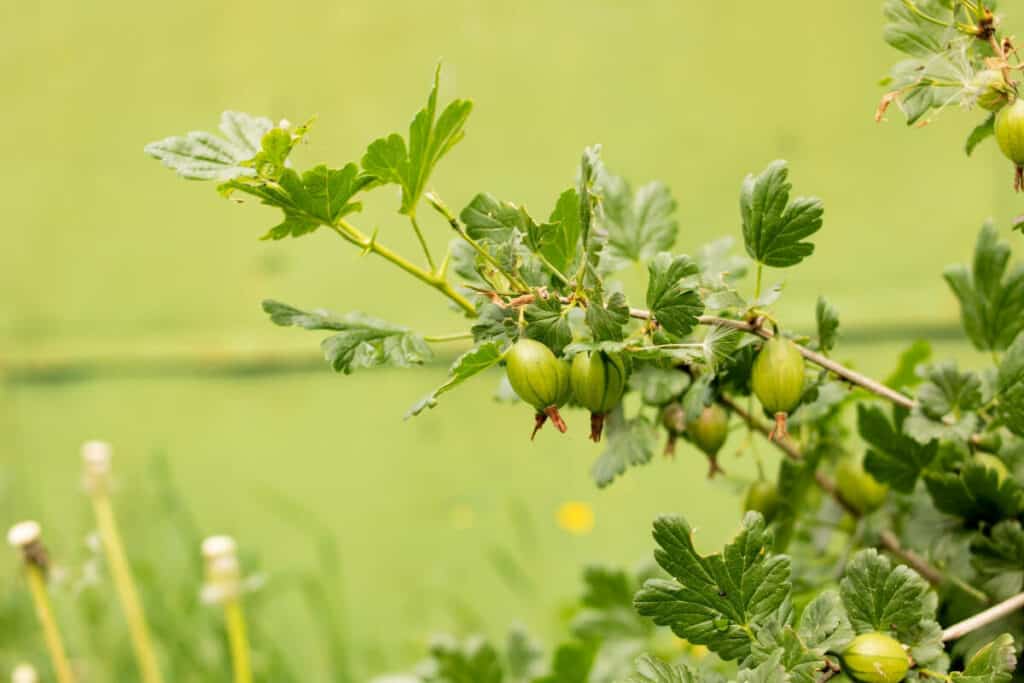 Gooseberries - Edible Berry Bushes