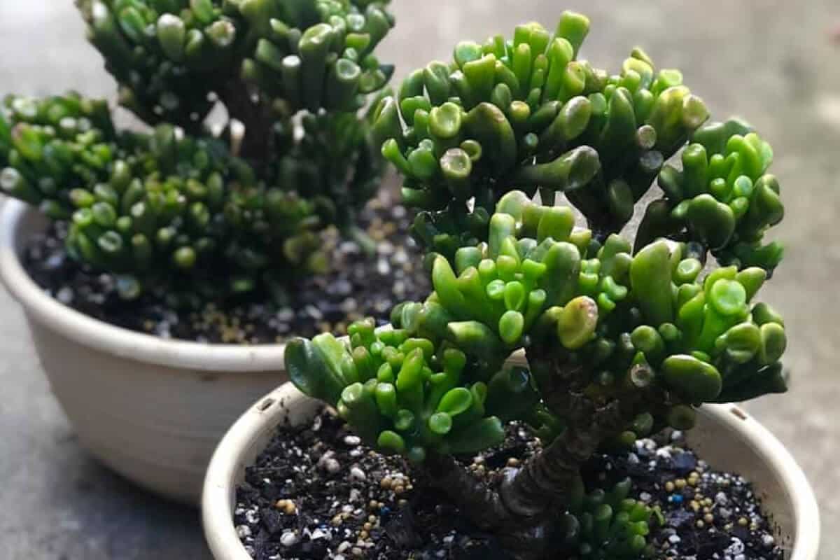 Hobbit (Crassula Ovata ‘Hobbit’)