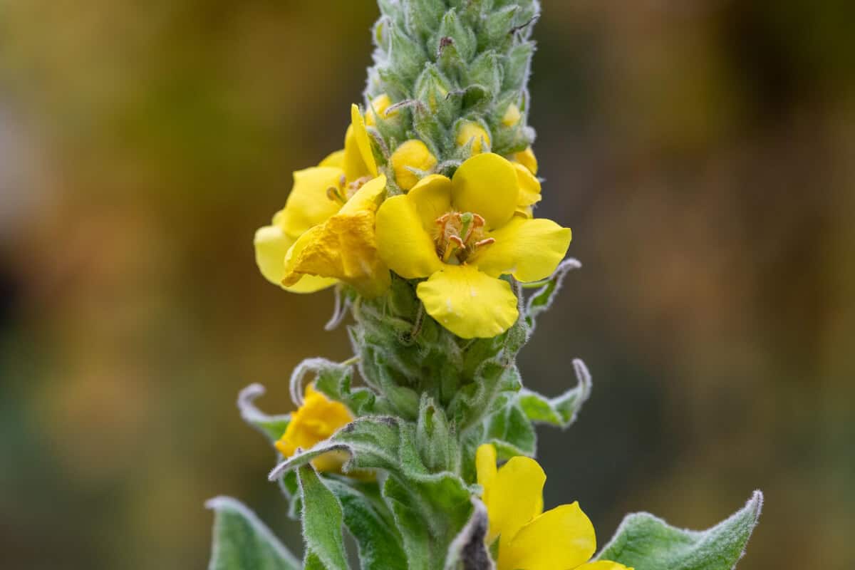 Mullein Plant