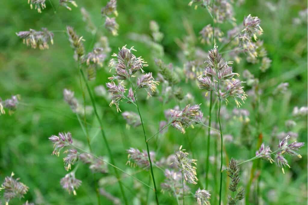 Orchardgrass - Edible Grasses