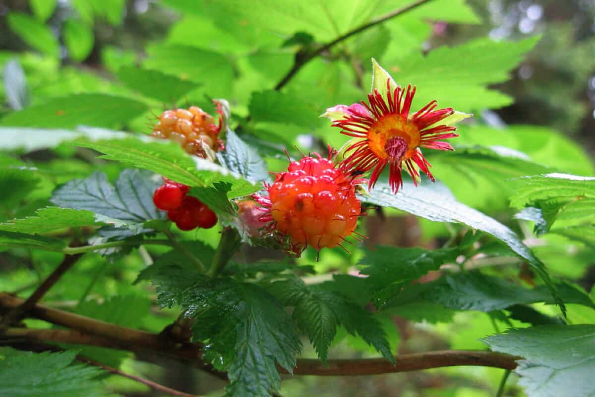 Salmonberries - Red Edible and Non-Edible Berries