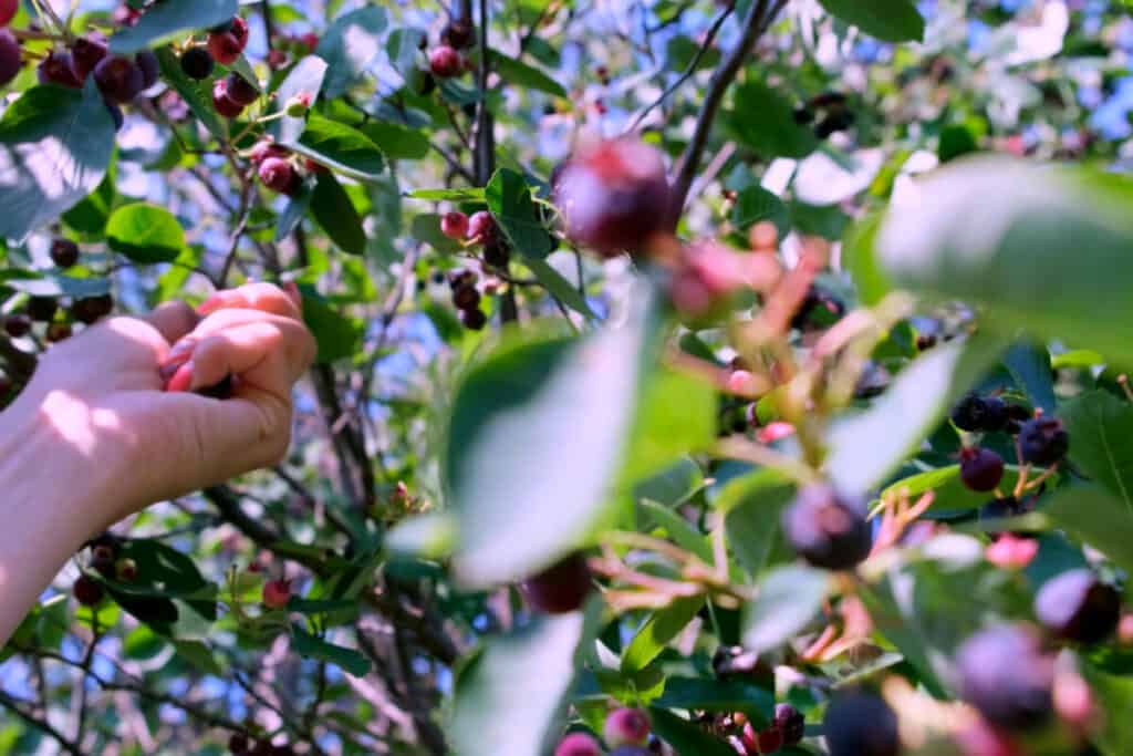 Saskatoon Berry- Wild Edible Berry