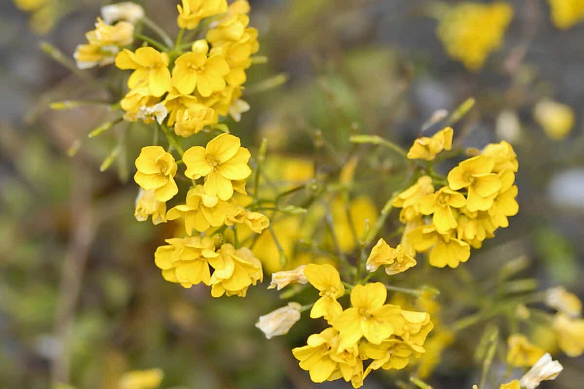 Wild Brassica - Edible Wild Flowers