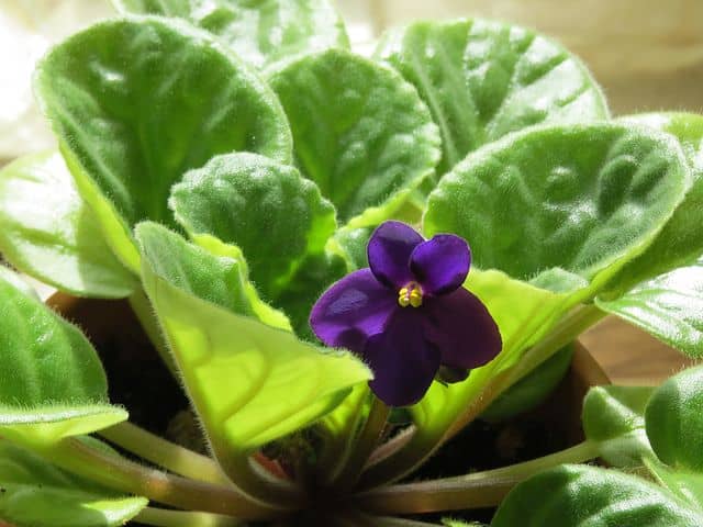 African Violet Small Houseplant