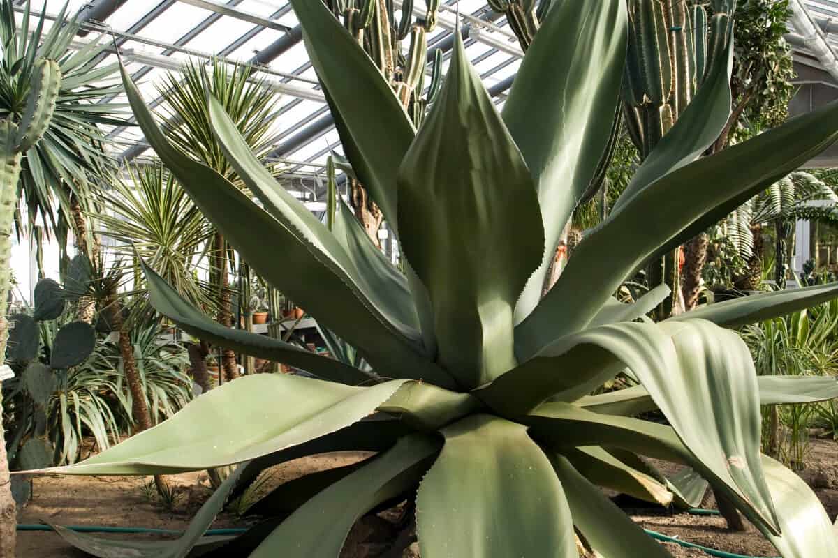 Agave