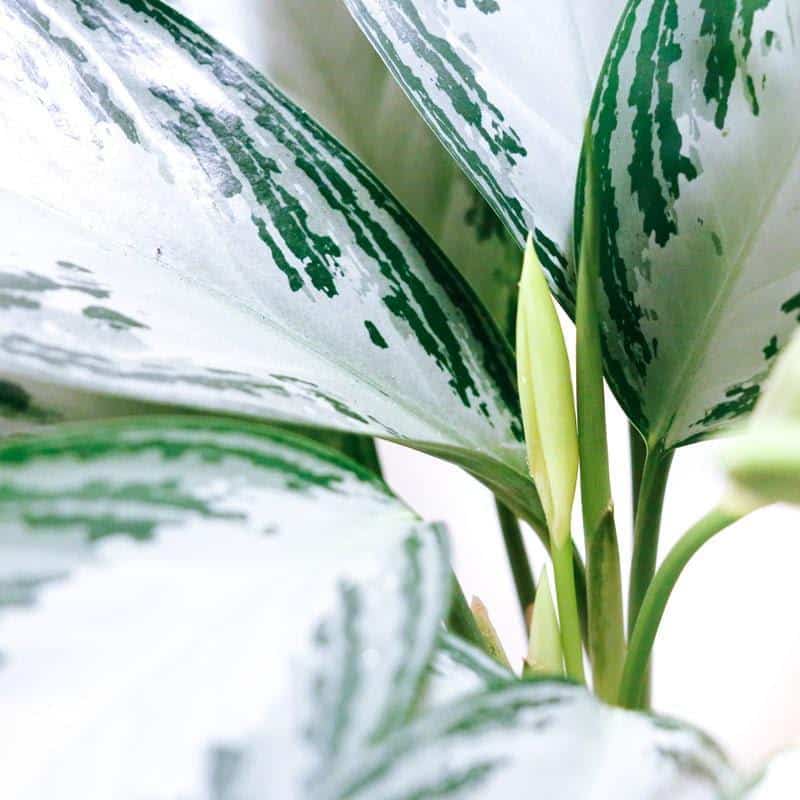 Aglaonema Chinese Evergreen Best Indoor Plant