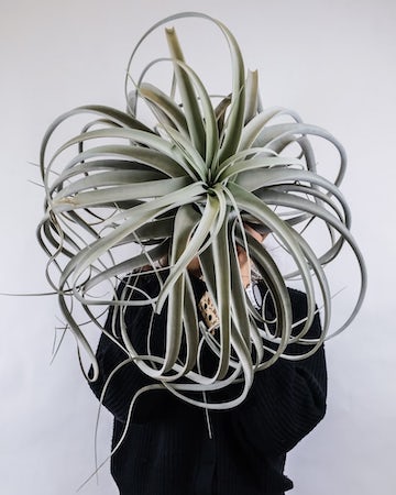 Air Plant Cool and Unique Houseplant