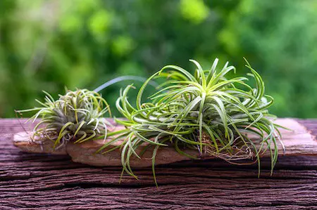 Air Plant Tillandsia Most Common and Popular Houseplant