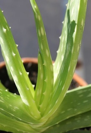 Aloe Vera Poisonous Houseplant