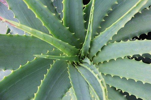 Aloe Vera Best Window Plant