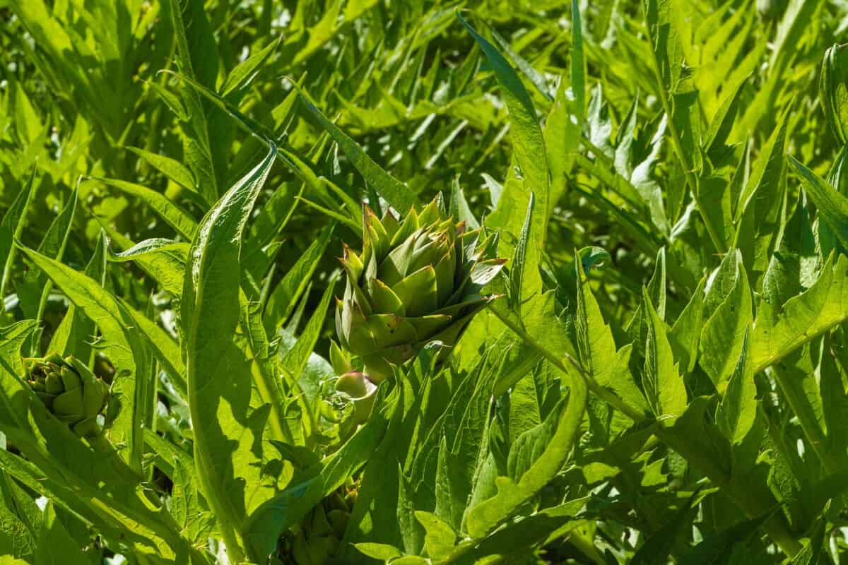 Ants on Artichoke Plants a Problem