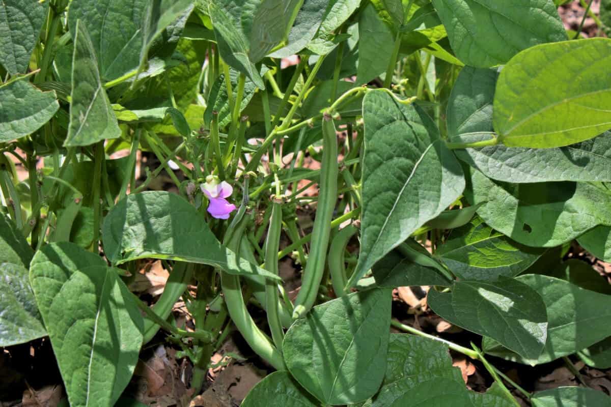 Ants on Bean Plants a Problem