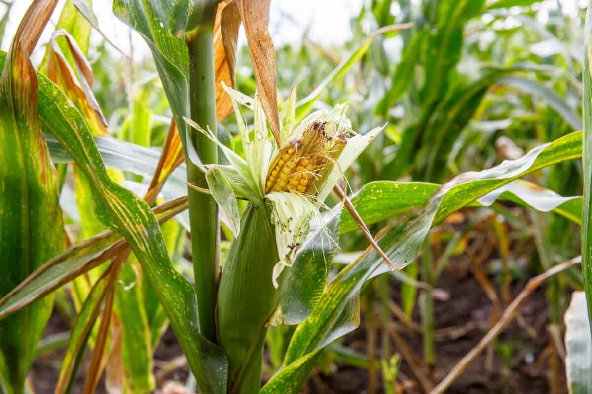 Are Ants on Corn Plants a Problem