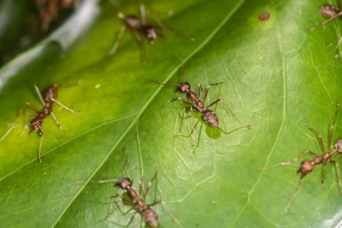 Are Ants on Potato Plants a Problem