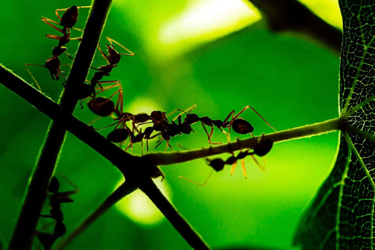 Are Ants on Squash Plants Bad? How to Keep Them Off Smart Garden and Home