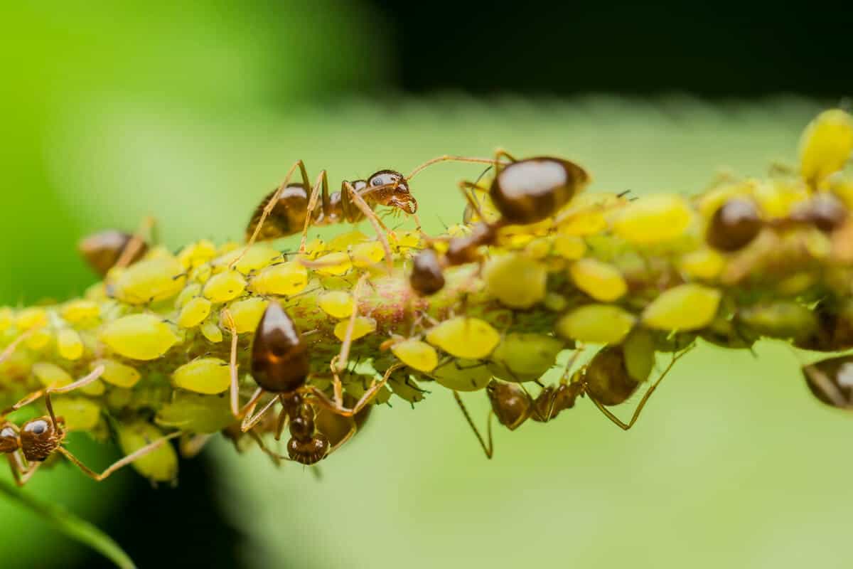 Ants on sunflower plants