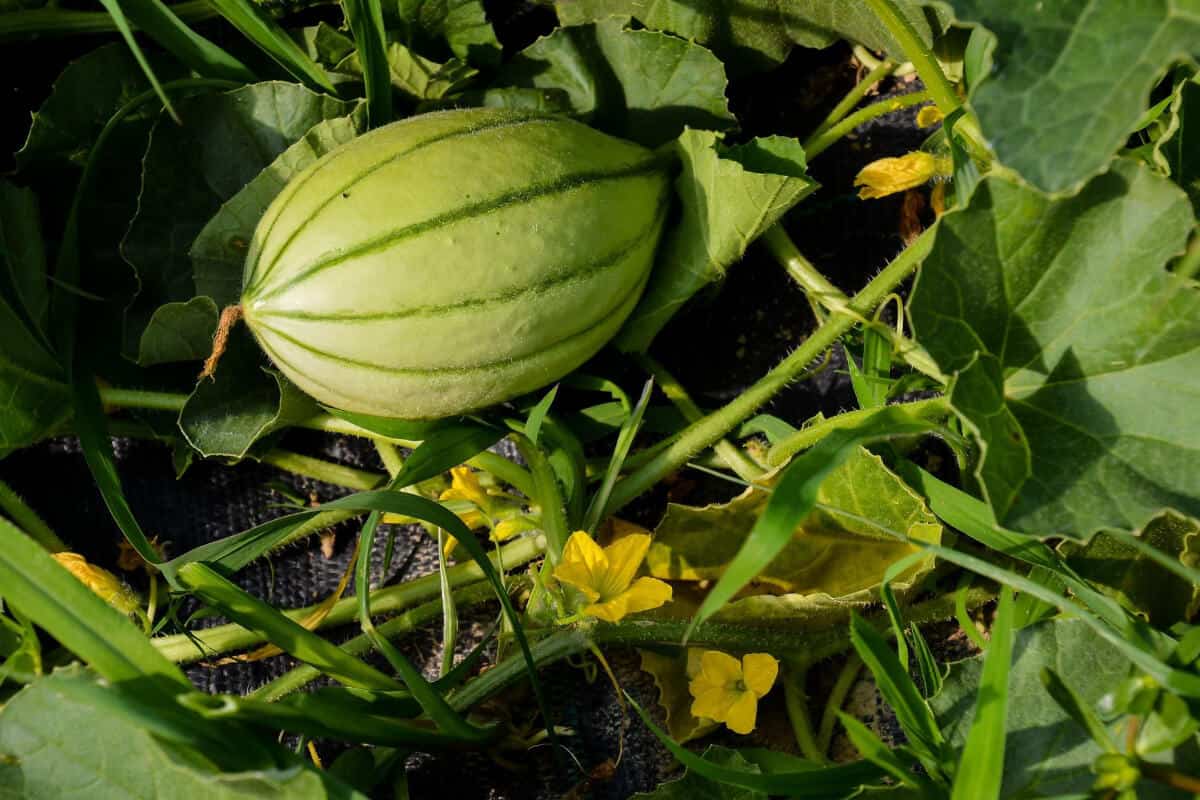 Ants on Watermelon Plants a Problem