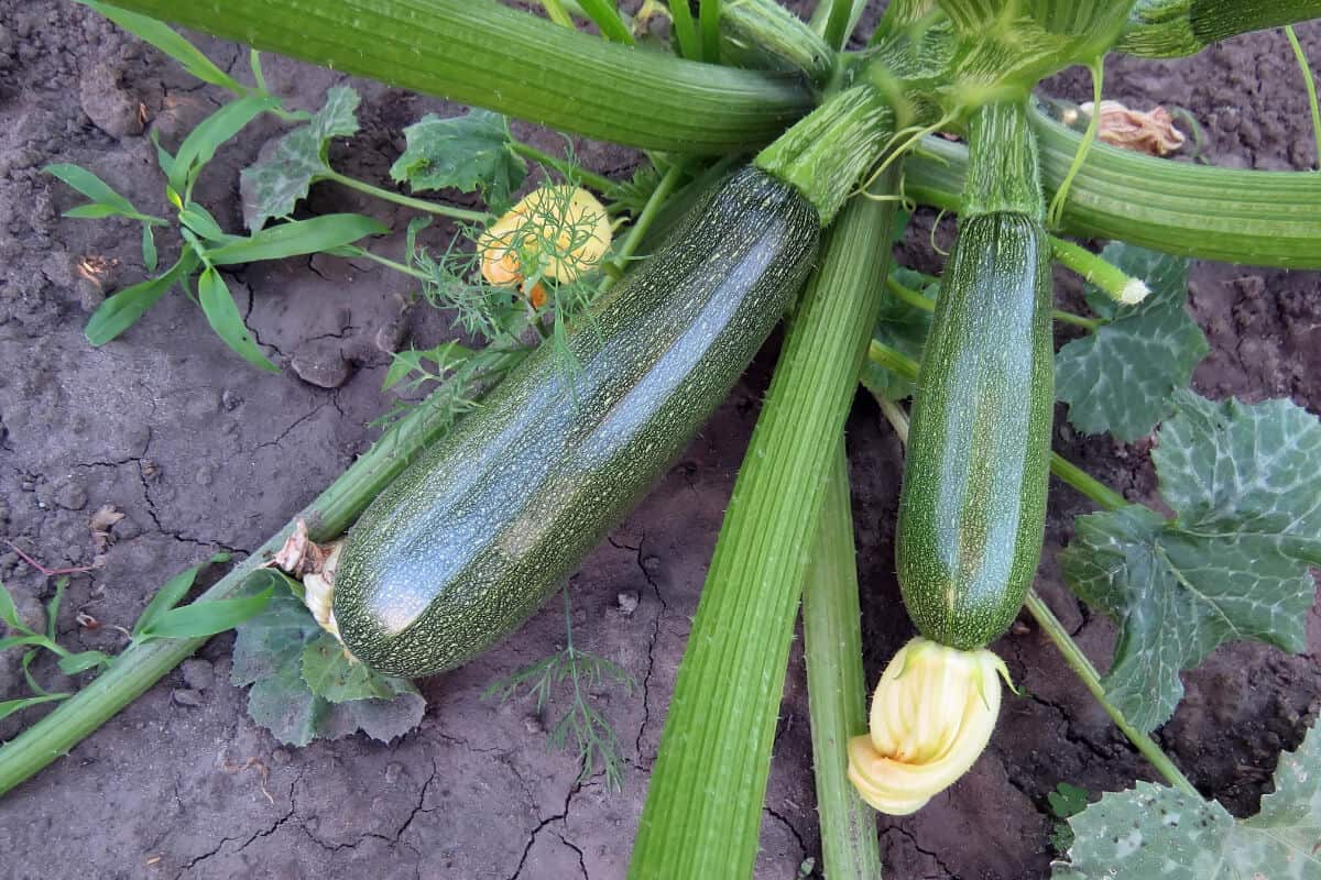 Ants on Zucchini Plants